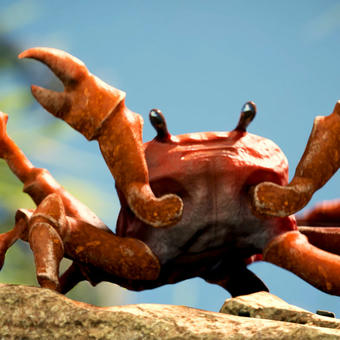 Crab Rave